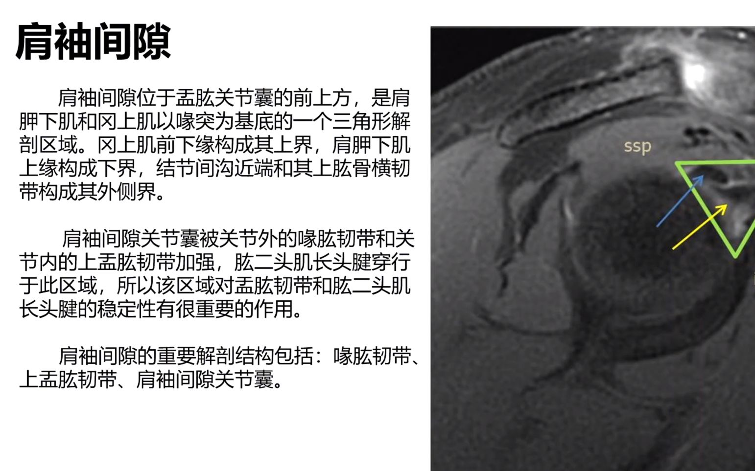肩关节解剖补充知识点(肩袖间隙)