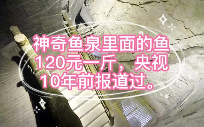 路过"神奇鱼泉",进去为大家拍摄一下