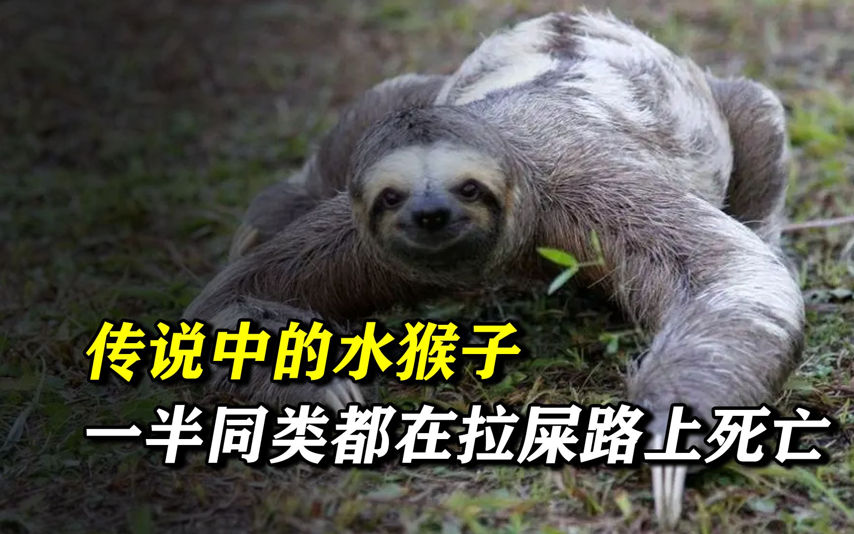 传说中的水猴子,一半同类都死在了拉屎的路上,这到底是为什么?