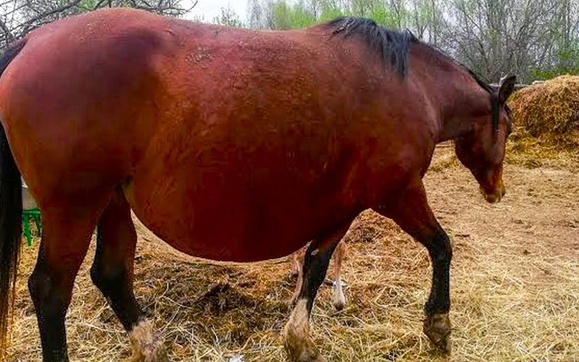 母马怀孕后肚子大的可怕,连续生下两对双胞胎,主人直言这不可能
