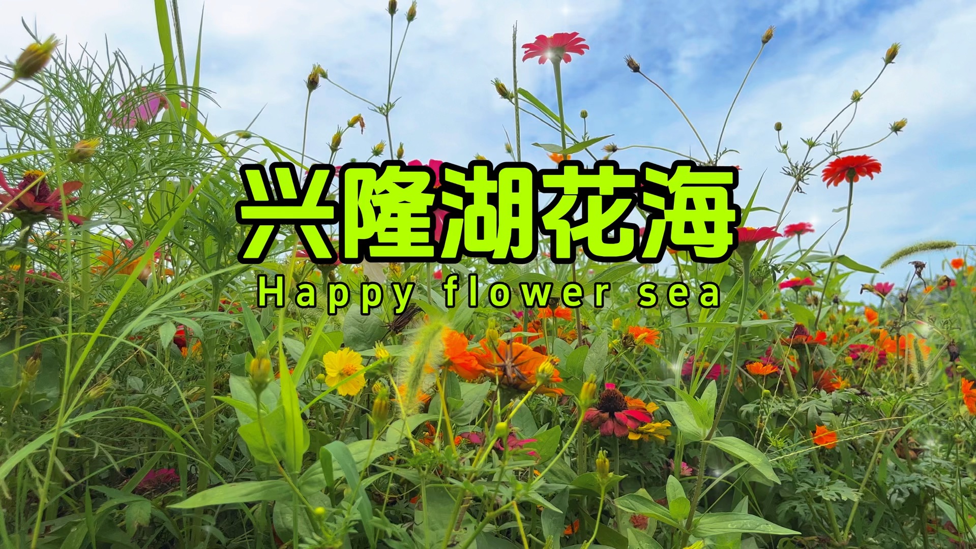 带各位老板看看成都的兴隆湖花海