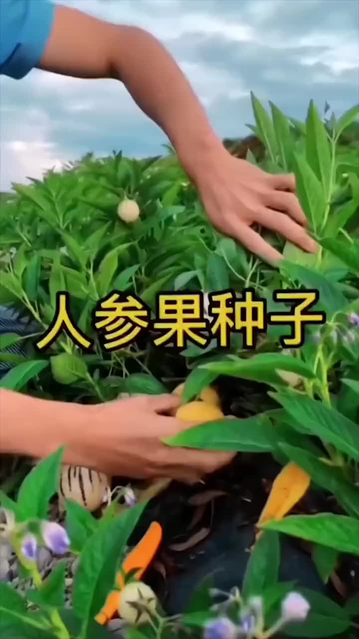人参果种子 农业种植 阳台小院均可种植