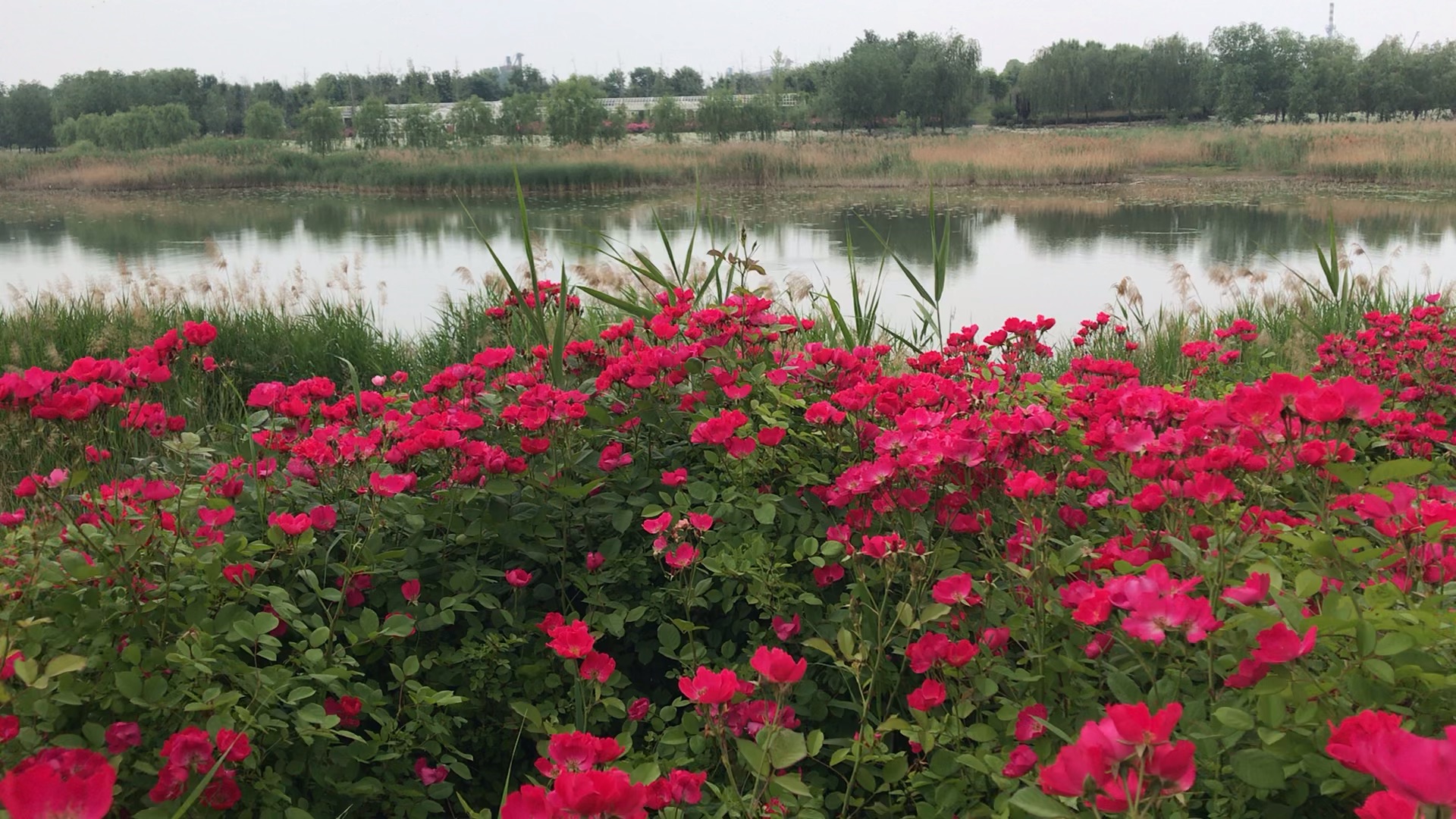 菏泽市七里河湿地公园图片