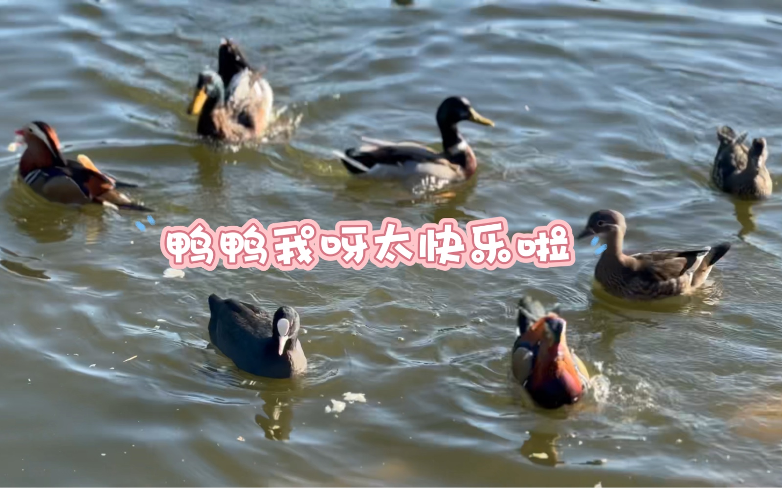 圆明园天鹅湖好美,波光粼粼的湖面,各种各样的小动物,温暖的阳光和