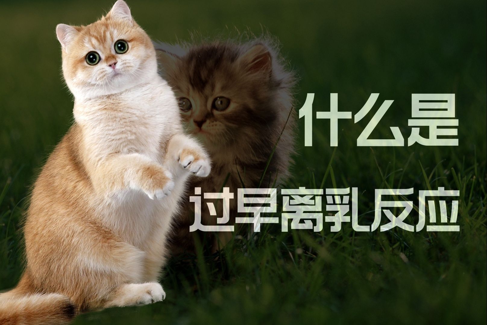 猫为什么会对着毛茸茸的东西“踩奶”?哔哩哔哩bilibili