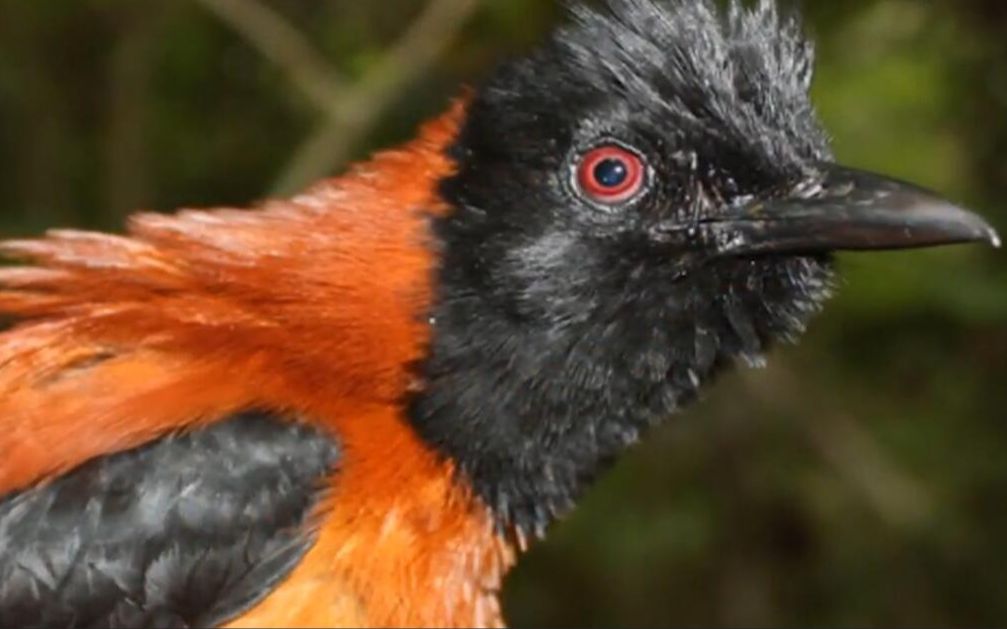 世上最毒的鸟,比箭毒蛙还毒,见血封喉杀人无形!