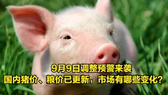 9月9日调整预警来袭，国内猪价、粮价已更新，市场有哪些变化？