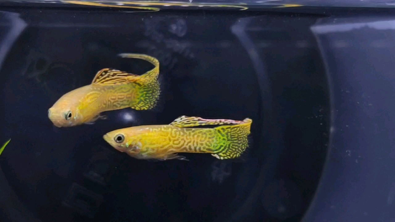 孔雀鱼特殊尾型之黄化体黄蕾丝顶剑