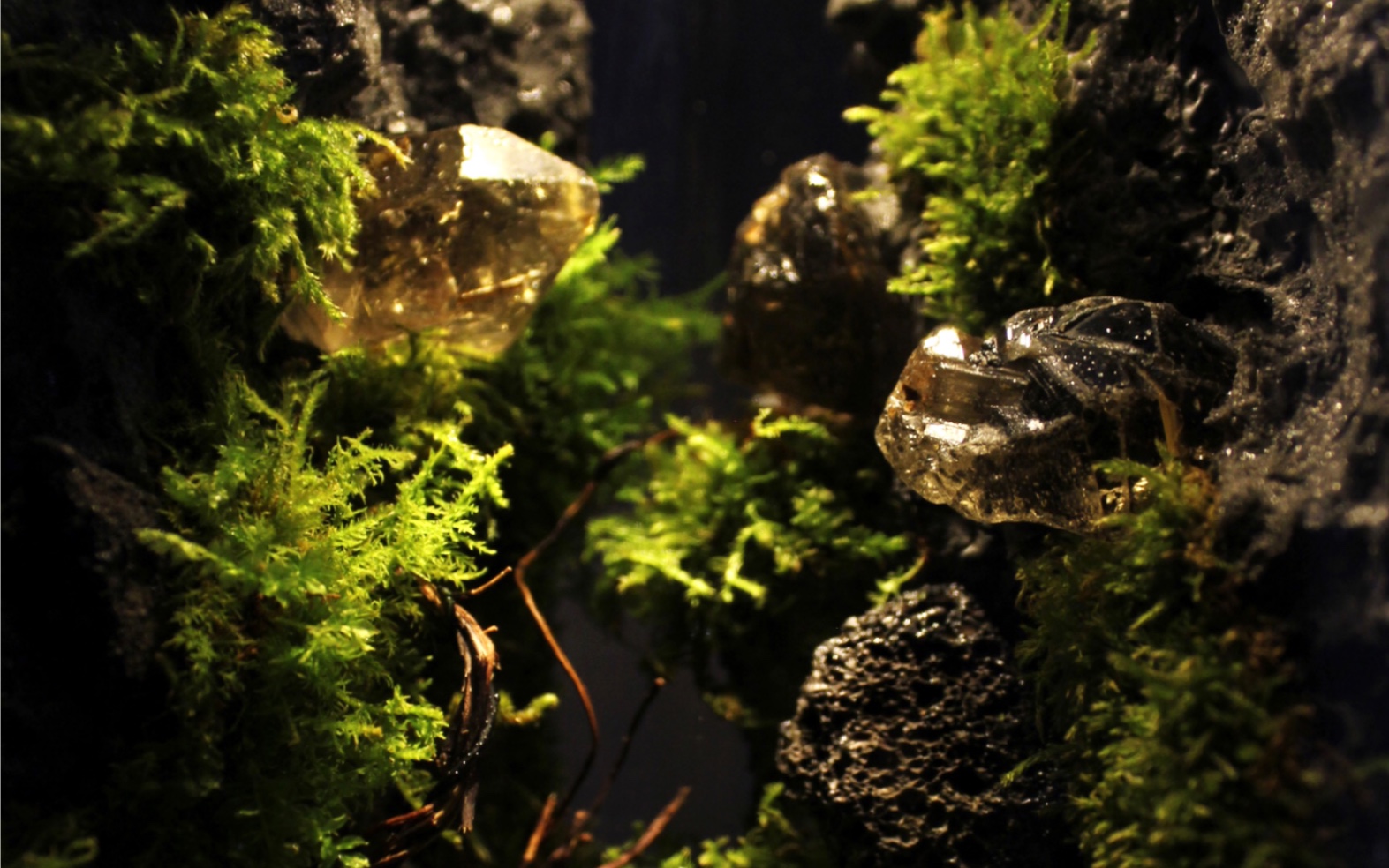 苔藓景观作品合集-圈养森林/萤火系列
