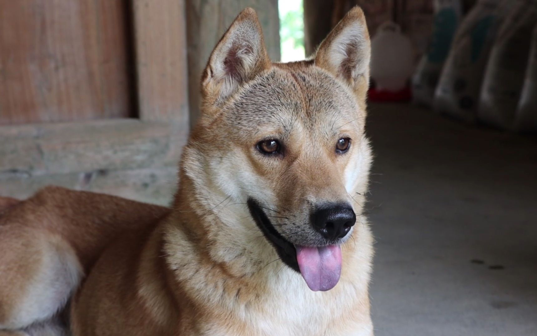 这就是我们农村的狗,看家护院聪明听话,老祖宗留下来的错不了
