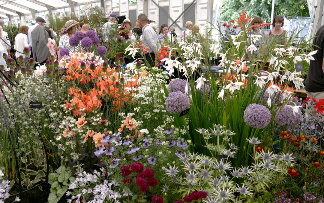 [图]Hampton Court Flower show 2019- 2019年汉普顿花展室内篇