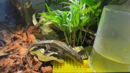 多线南蜥的喝水和吃食