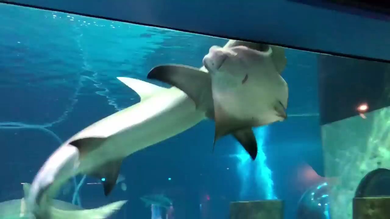 鲨鱼向孩子们展示了大自然的真正意义——锤头鲨在水族馆袭击魔鬼鲨