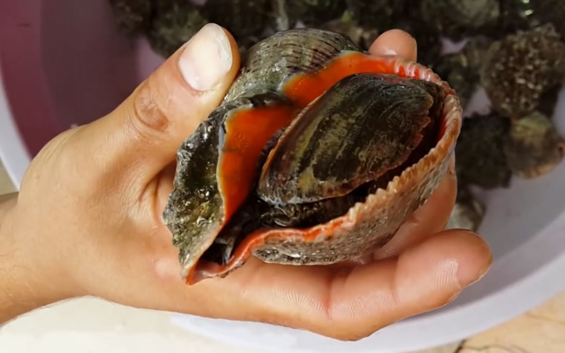 脉红螺国产海螺全民公敌