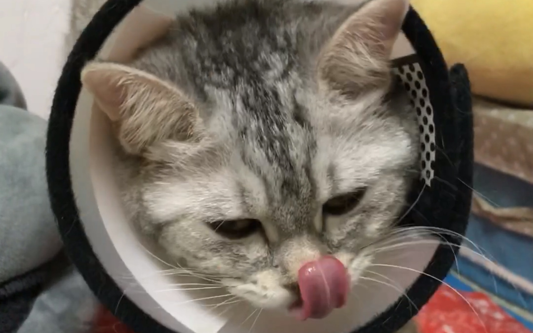 B站