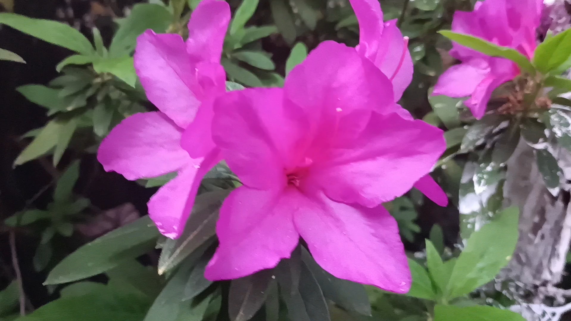 三月花:紫楼春杜鹃