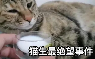 Download Video: 被迫喝下迎宾酒的猫猫