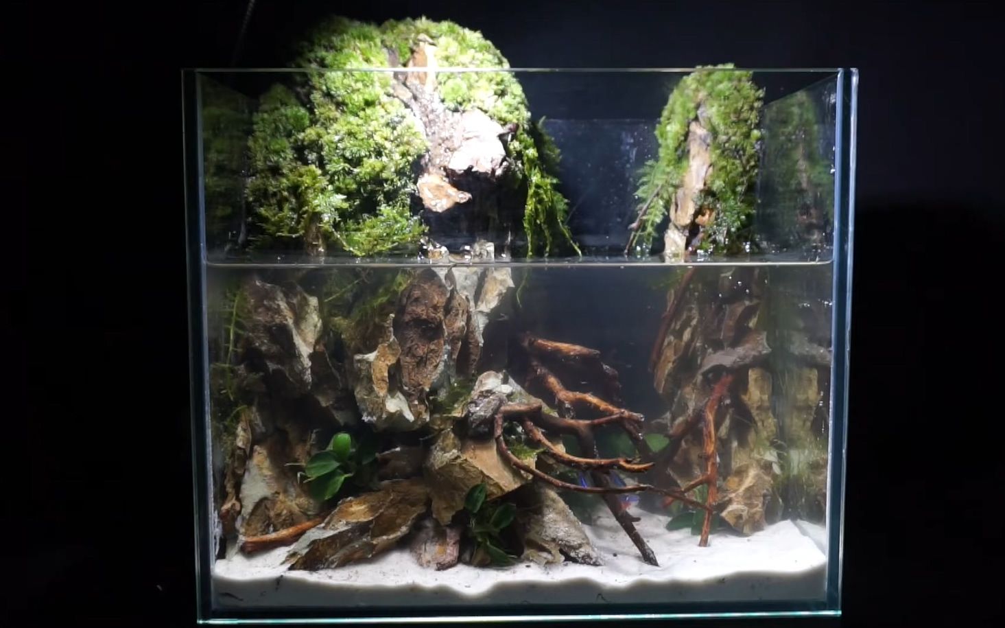 用沉木和松皮石造个景转自油管tree频道