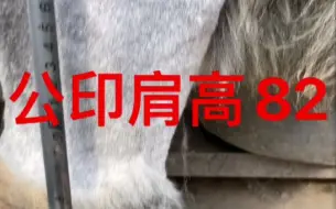 Tải video: 高加索犬的最真实肩高合集