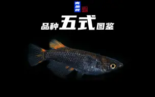 Download Video: 【观背青鳉品种图鉴No.0259】五式青鳉