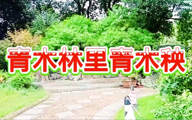 [图]庄子诺九妹对唱版《青木林里青木秧》火爆网红神曲