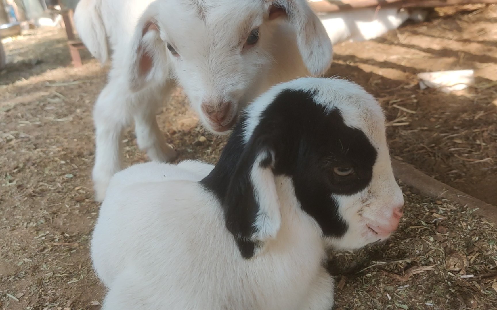 这两只小羊感觉不太好惹的样子!