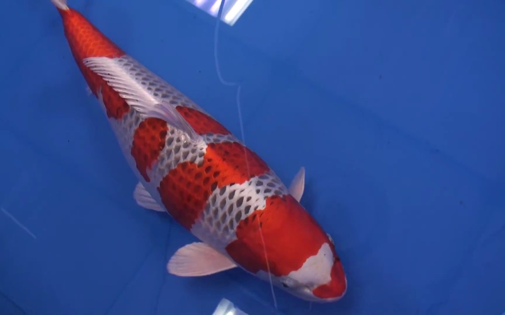 模样完美的孔雀锦鲤 樱赏 75部