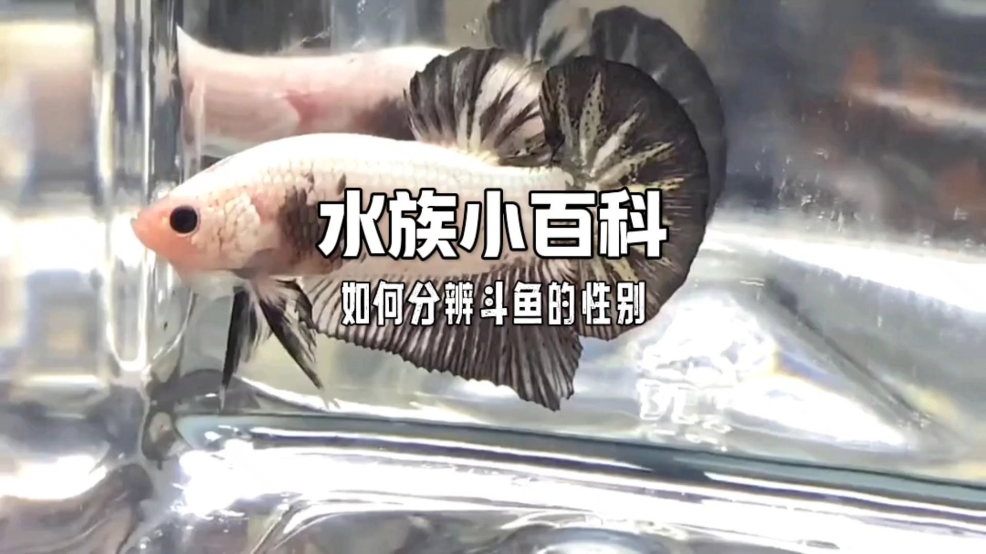 中国斗鱼分辨雌雄图图片