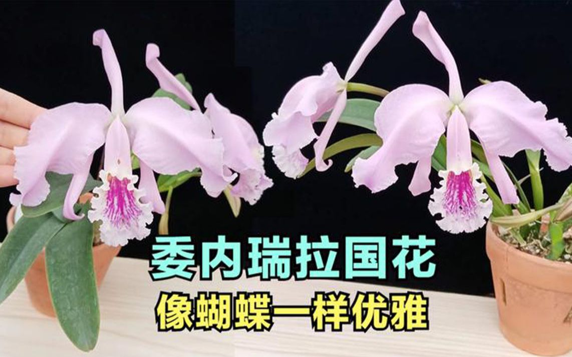 13这卡特兰是委内瑞拉的国花像蝴蝶一样优雅人见人爱