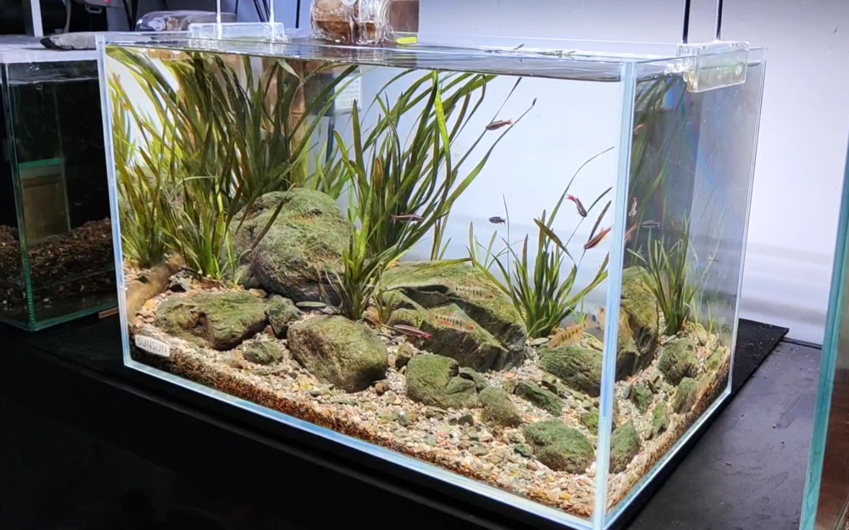 省心养眼的原生溪流缸