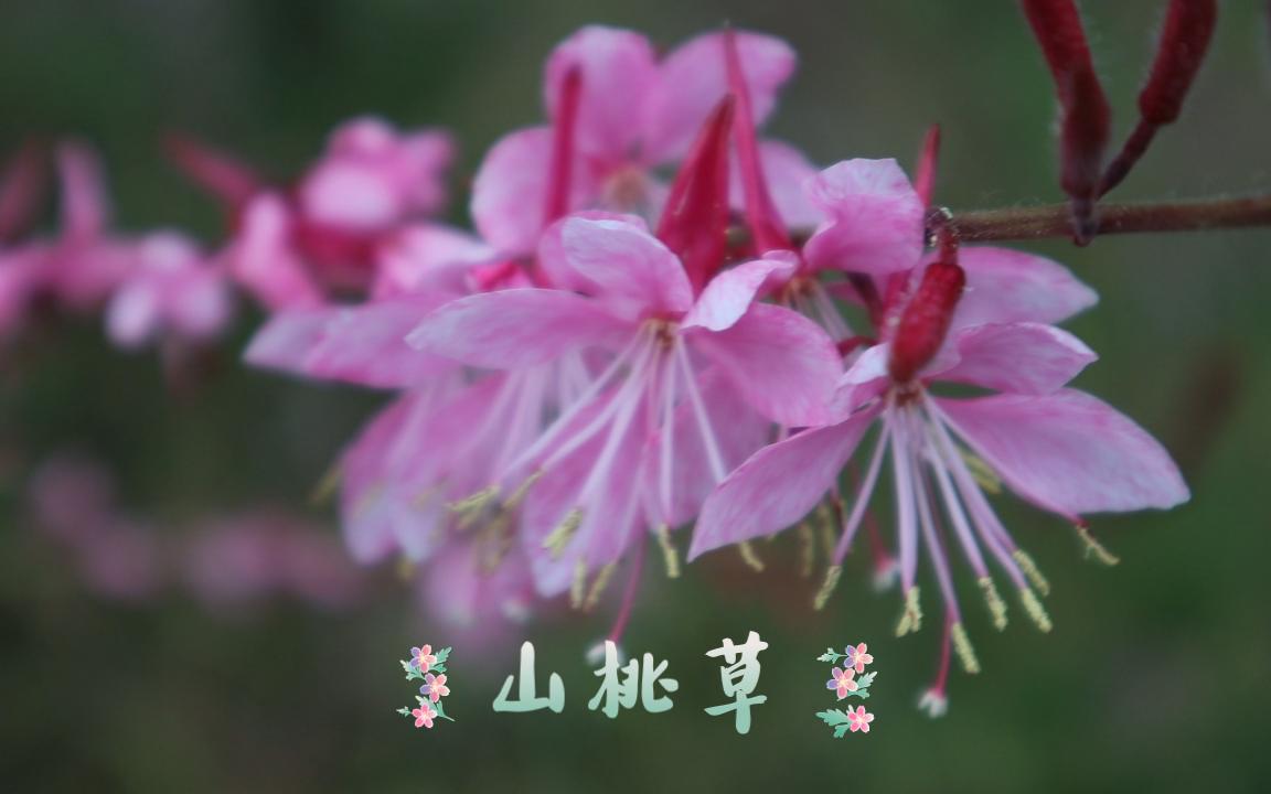 [图]人间芳菲尽，山桃始盛开——山桃草