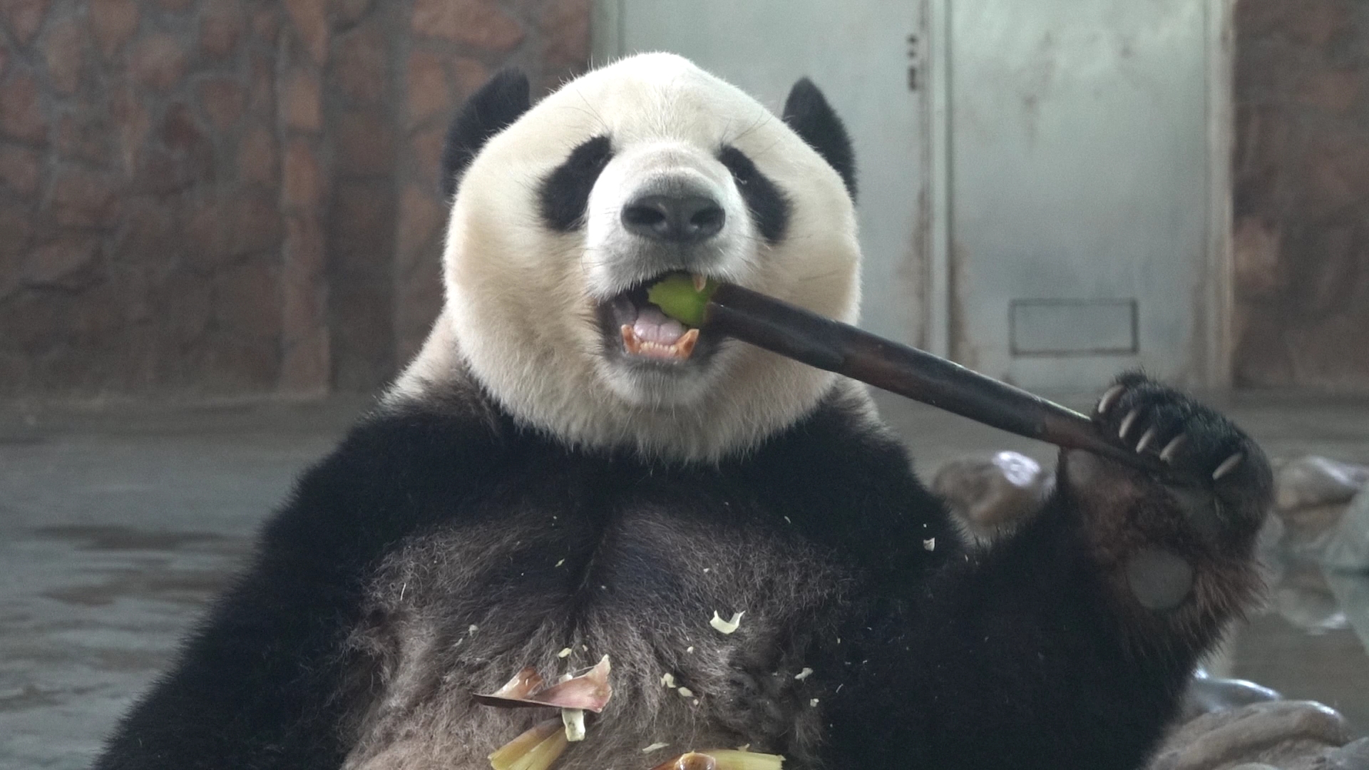 20210407【大熊猫】迎迎吃播