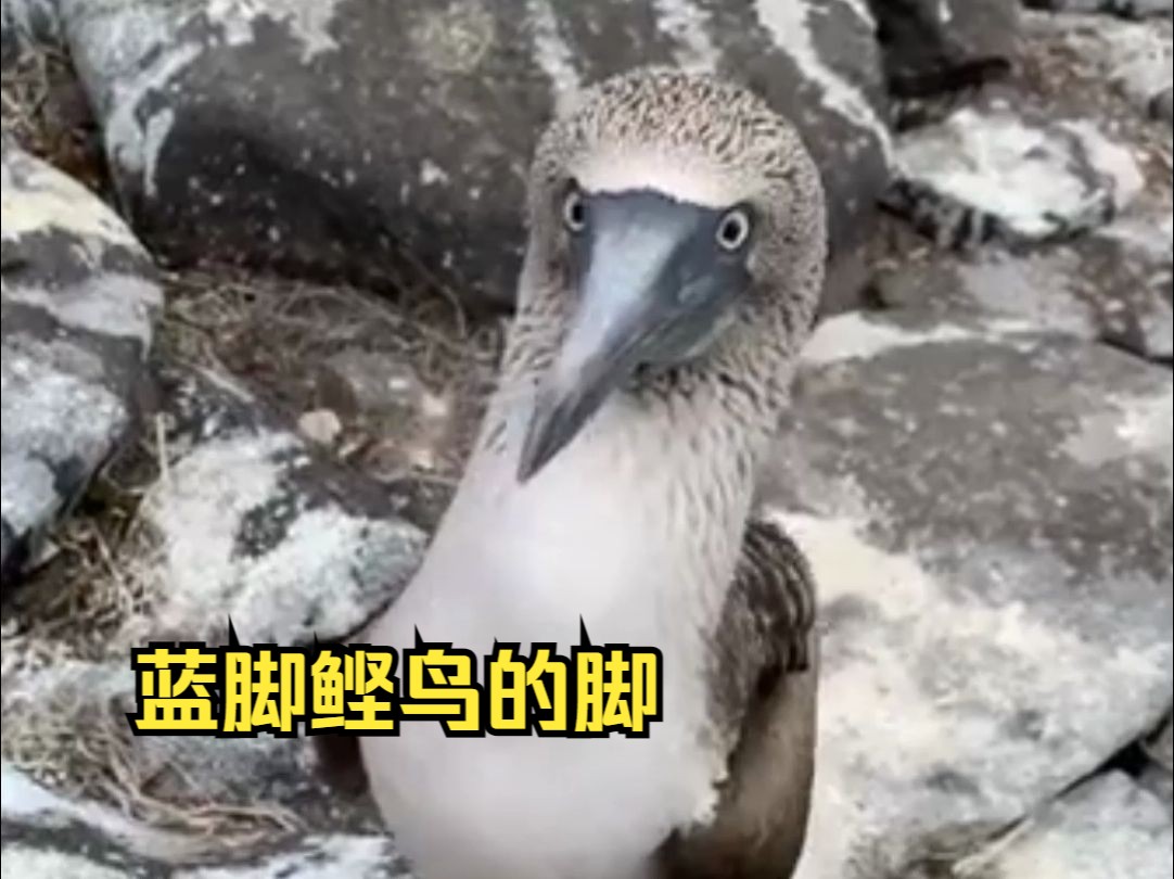 蓝脚鲣鸟的脚,脚越懒相亲成功率越高