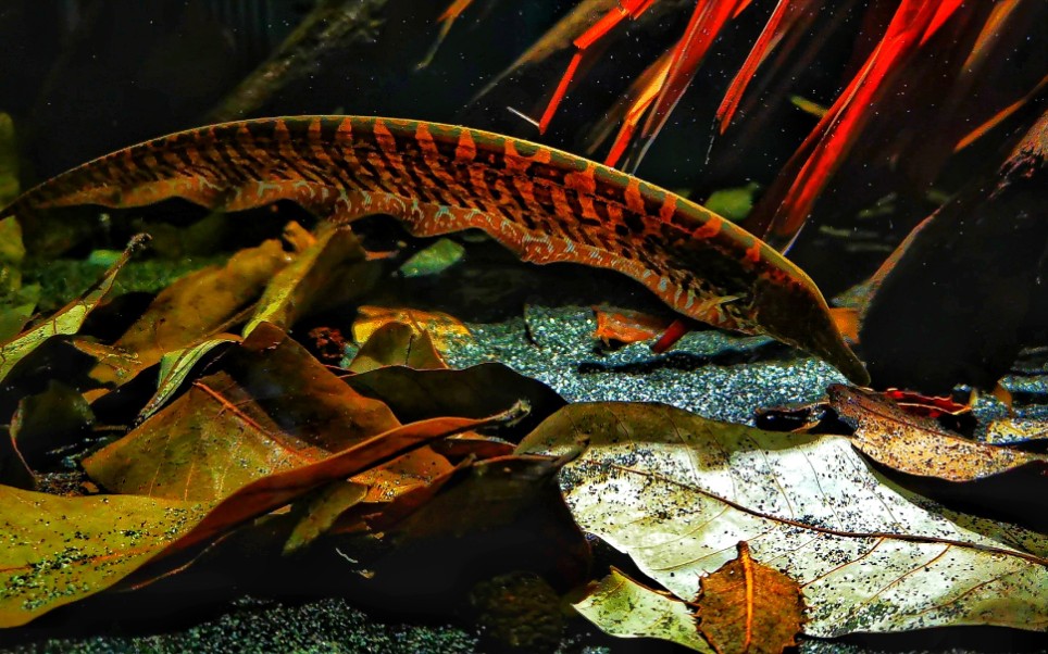 南美弱电鳗迷彩飞刀尖吻型