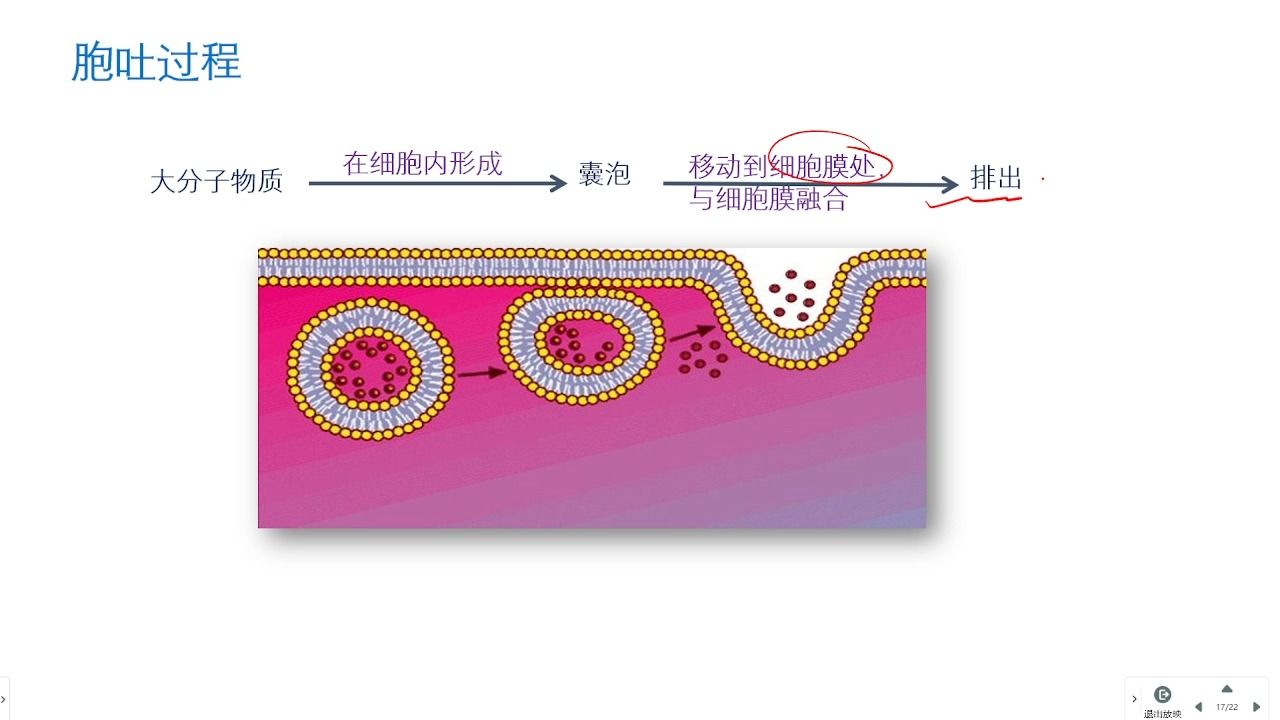 主動運輸和胞吞胞吐