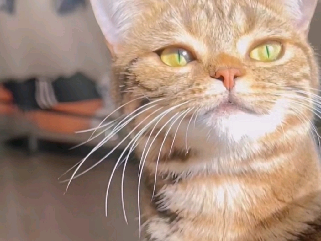 这只猫真的很有少年感啊