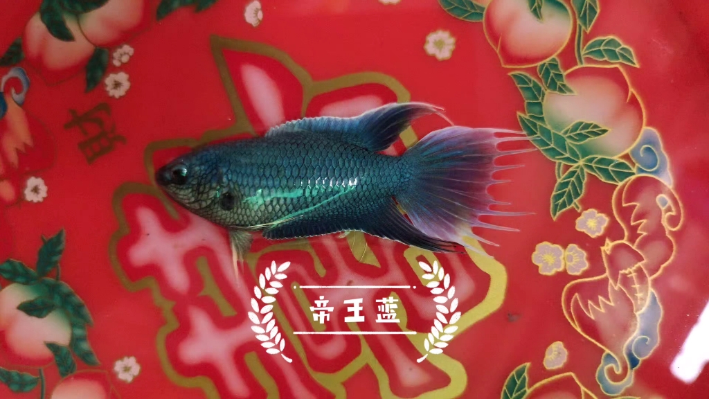 中国斗鱼帝王蓝