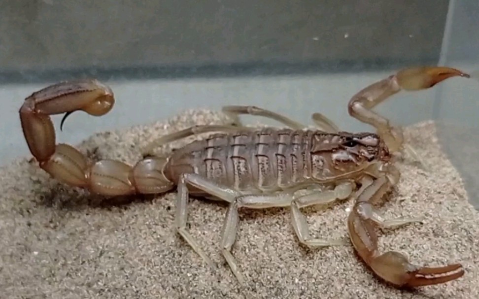 首发 普氏高加索奥氏蝎 捕食,掘穴记录 新疆四种沙漠蝎雌性外形对比