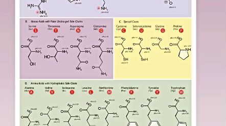 20种氨基酸图片图片