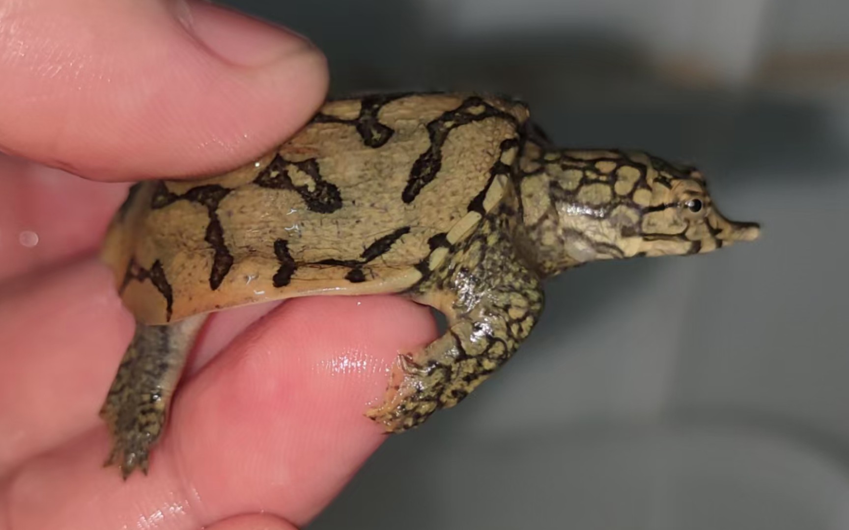 国产猪鼻龟—各种变异甲鱼欣赏_哔哩哔哩 (゜-゜)つロ 干杯~-bilibili