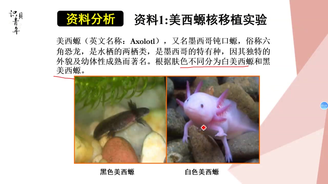 细胞核与生物膜系统哔哩哔哩bilibili