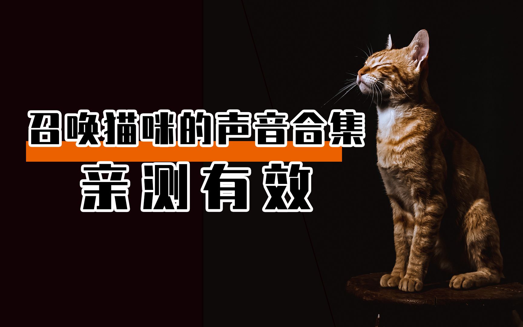 召唤猫咪的声音合集!亲测有效哔哩哔哩bilibili