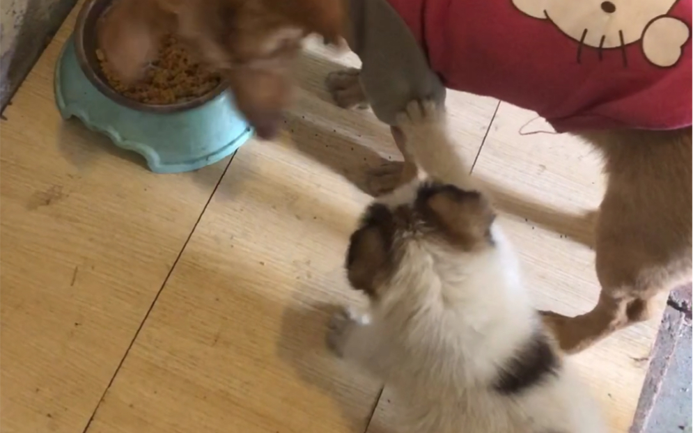 狗：扒拉我嘴原来是找茬呢 B站