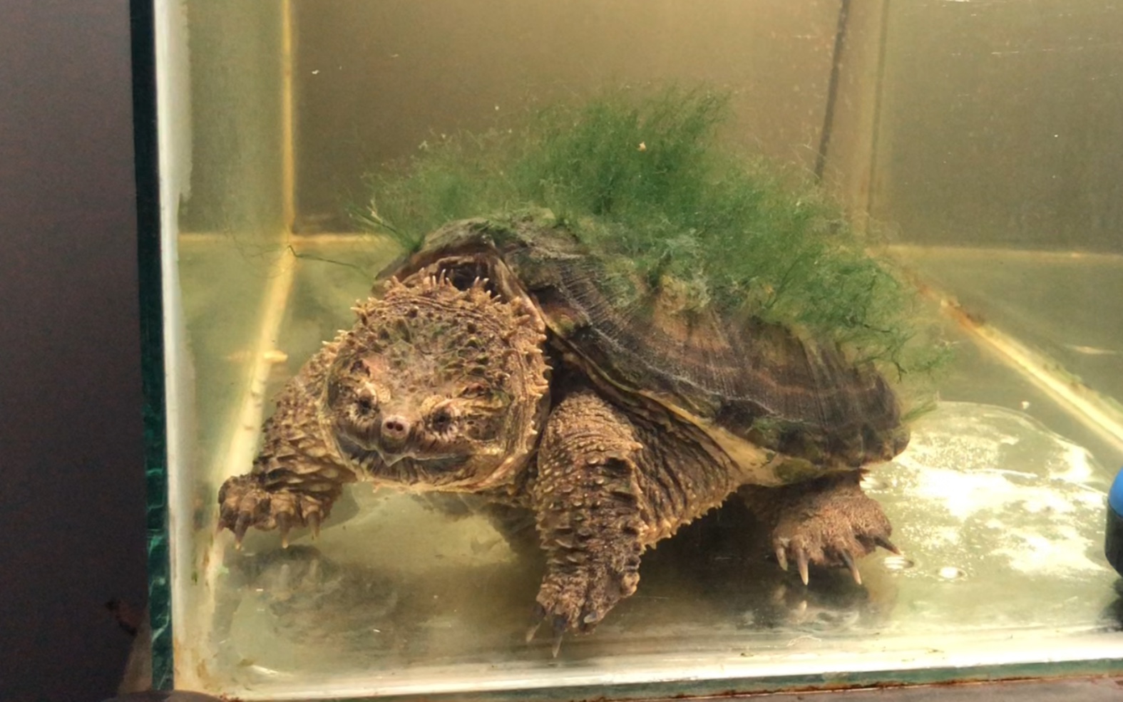 食量太大了佛鳄喂食,这是其中四分之一虾