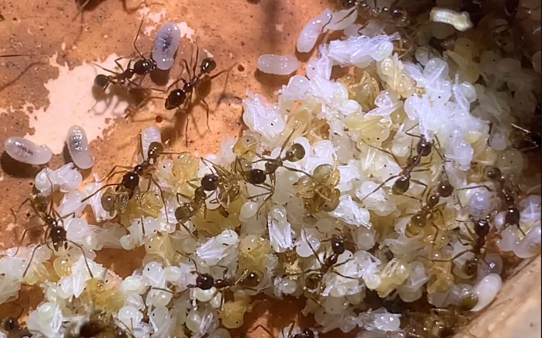 中华大头蚁西双版纳万工群落近况20201121中华四节大头蚁