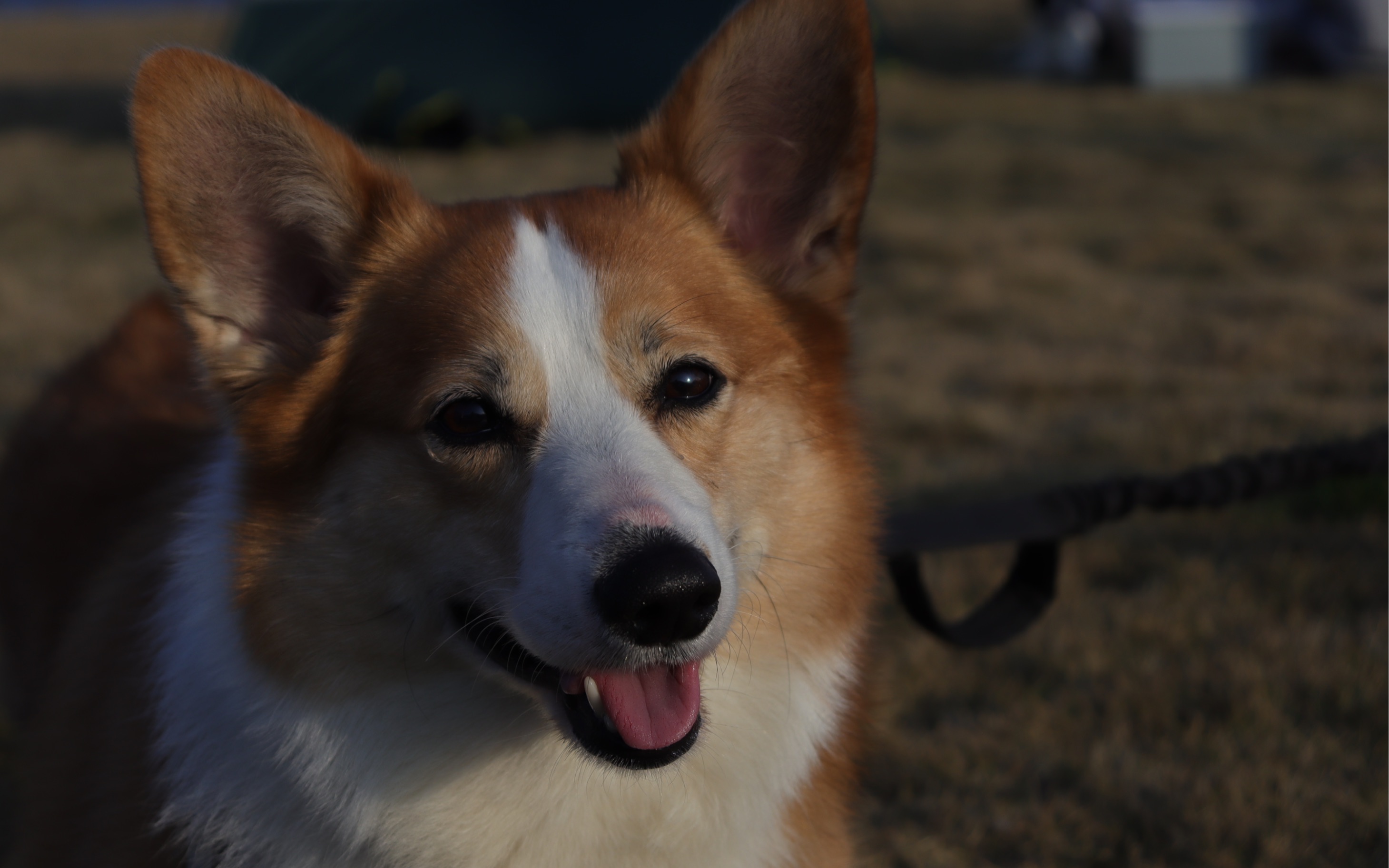 偷拍库奇打呼噜被他发现了