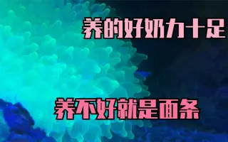 奶嘴海葵 搜索结果 哔哩哔哩 Bilibili