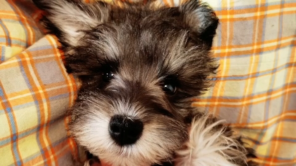 纯种雪纳瑞.超小体,浅椒盐弟弟,家庭繁育,长睫毛,三个月.价格美丽.