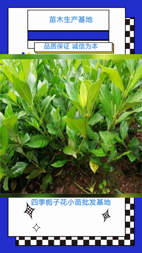 小叶栀子花小苗批发基地