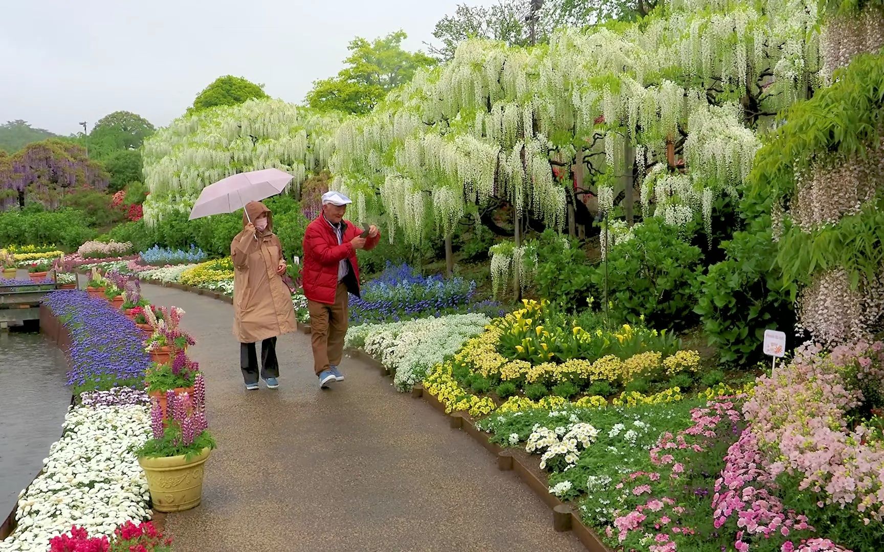 [图]4K 盛开的紫藤花